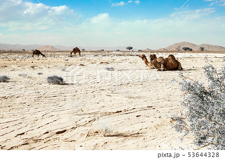 A cute, wild, single-humped camel lies on the 53644328