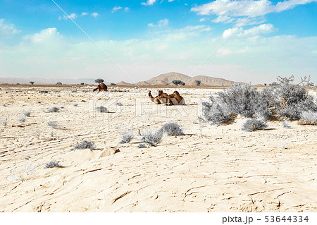 A cute, wild, single-humped camel lies on the A cute, wild, single-humped camel lies on the 53644334