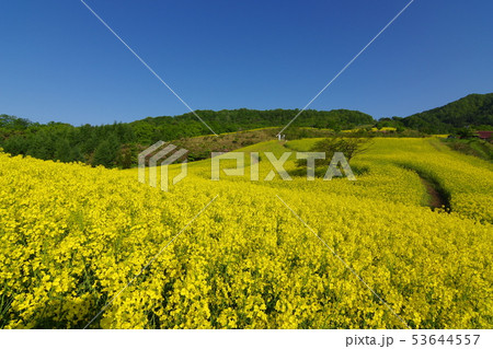 三ノ倉高原菜の花畑 53644557