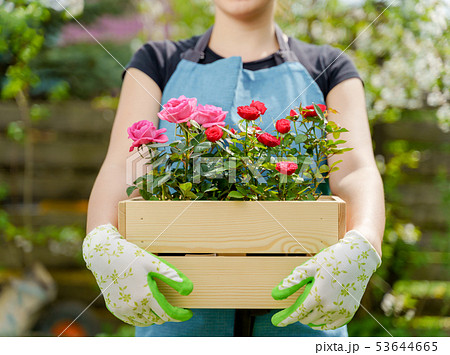 Photo of woman in gloves with box with roses standing in garden Photo of woman in gloves with box with roses standing in garden 53644665