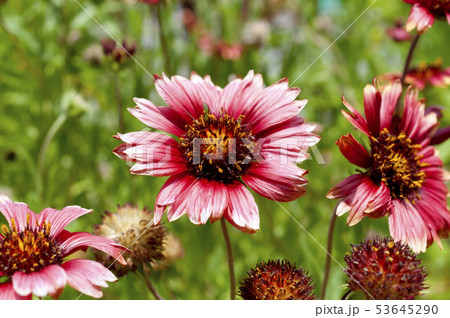 オオテンニンギク 53645290