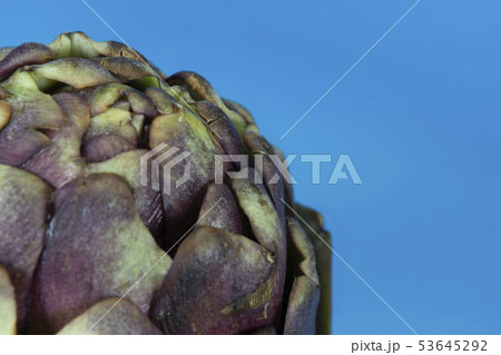 Close up of purple artichoke on blue background 53645292