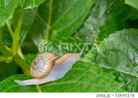 カタツムリ マイマイの写真素材