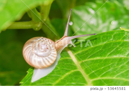 でんでん虫 カタツムリ 後ろ姿の写真素材