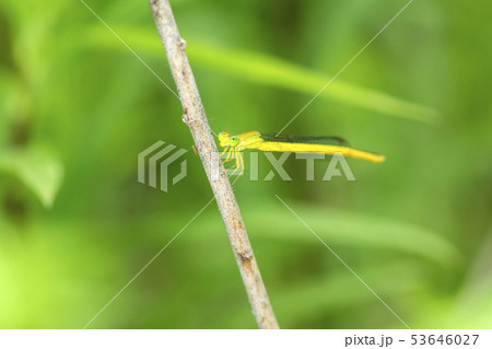 キイトトンボ キイトトンボ 53646027