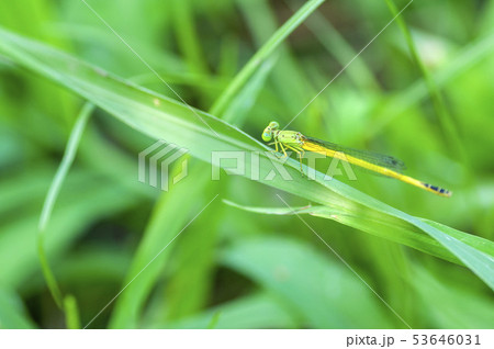 キイトトンボ 53646031