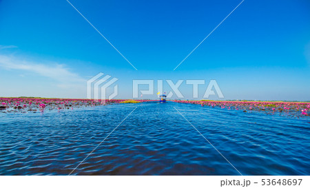 RedLotus 53648697