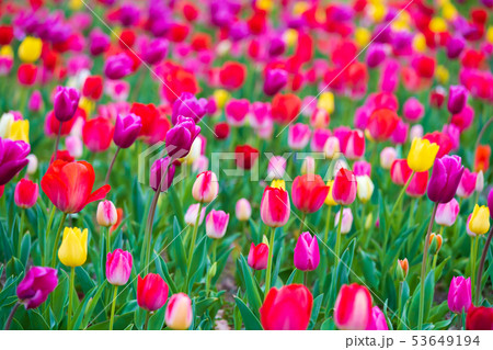 tulips bloom in the garden tulips bloom in the garden 53649194