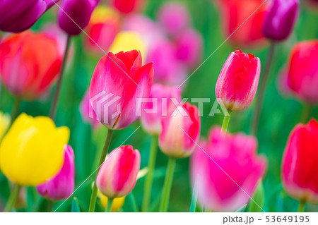 tulips bloom in the garden tulips bloom in the garden 53649195