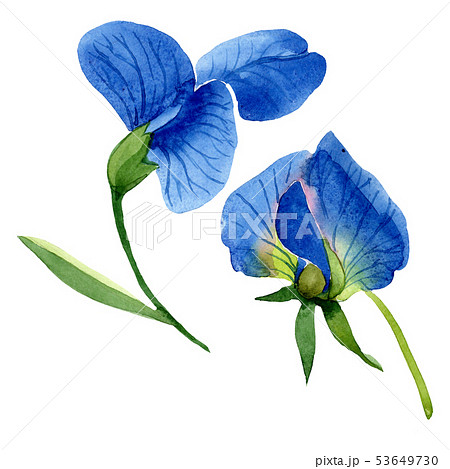 Blue sweet pea floral botanical flowers. Watercolor background set. Isolated sweet pea illustration 53649730