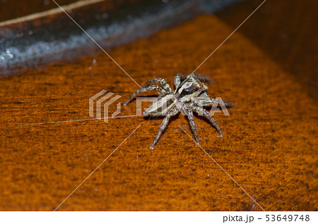糸をひくハエトリグモ 糸をひくハエトリグモ 53649748