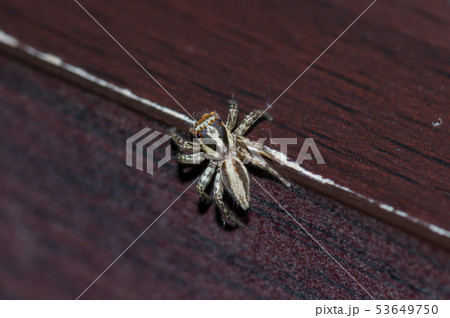 机をうろつくハエトリグモ 机をうろつくハエトリグモ 53649750