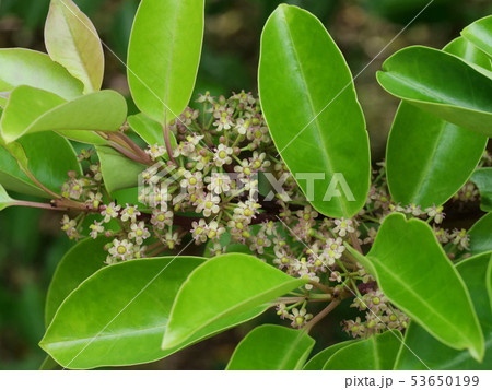 クロガネモチの花 53650199