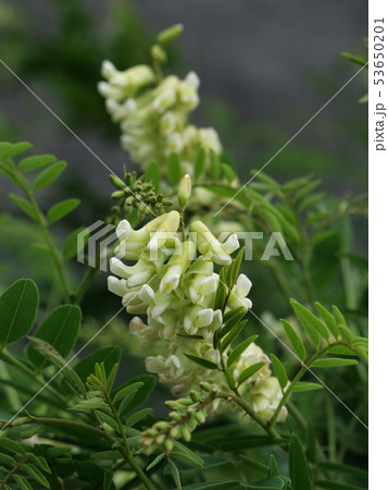 クララ クララ 53650201