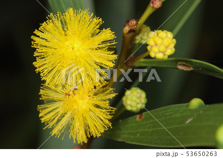自然　植物　ソウシジュ、花です。マメ科なので近くで見るとネムノキなどにそっくり 53650263