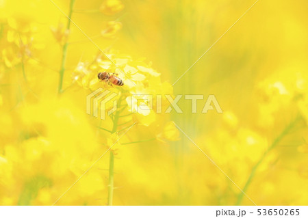 菜の花と蜜蜂 53650265