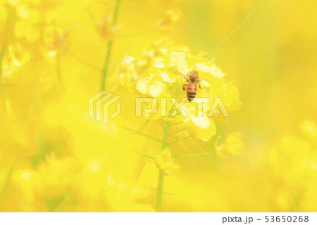 菜の花と蜜蜂 53650268
