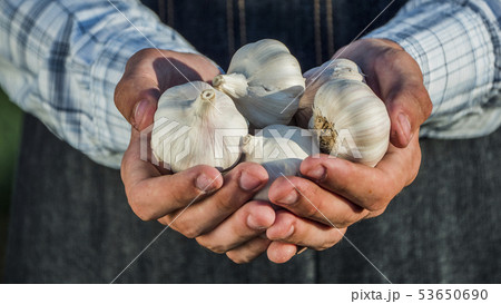 Farmer's hands hold several delicious garlic bulbs 53650690