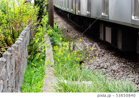 線路脇の草花 53650840