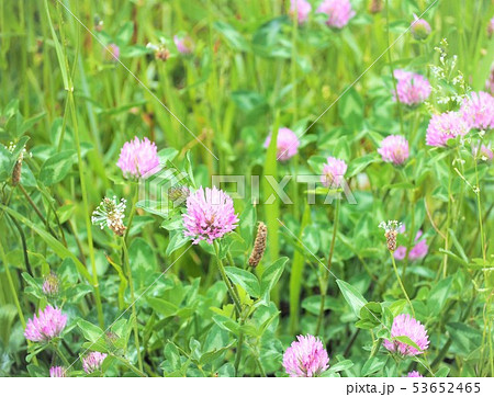 レッドクローバー 春の花 野草 レッドクローバー 春の花 野草 53652465