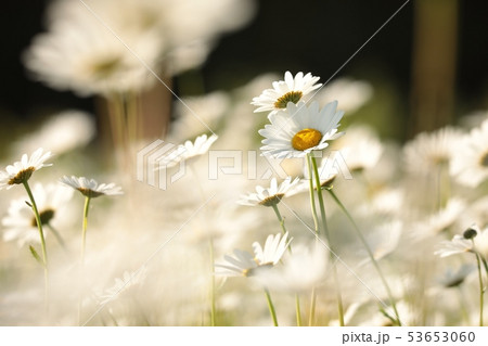 Daisies on a spring morning Daisies on a spring morning 53653060