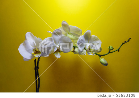 Orchid flower. White Orchid flowers isolated on Orchid flower. White Orchid flowers isolated on 53653109