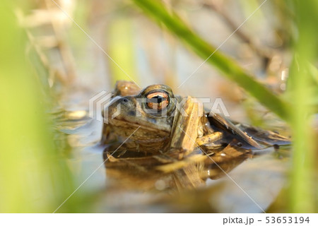 Frog in a pond during mating season 53653194