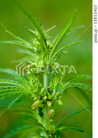 marijuana plants 53653407