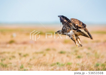 Steppe eagle or Aquila nipalensis flies in steppe 53653508