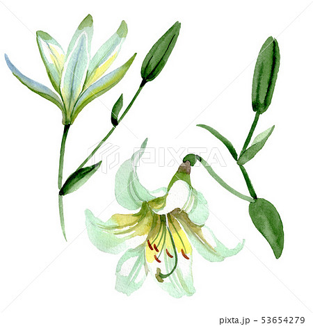 White lily floral botanical flowers. Watercolor background illustration set. Isolated lilia 53654279