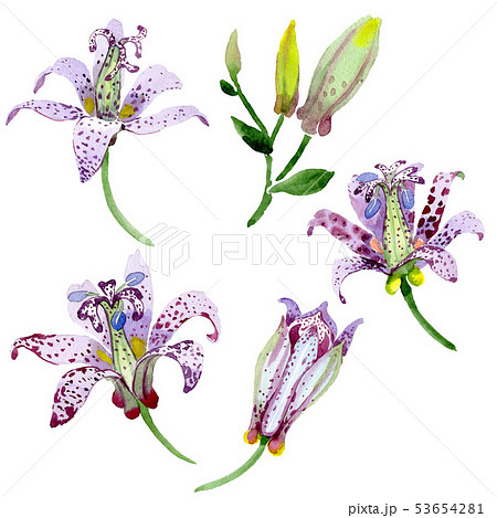 Violet tricyrtis floral botanical flowers.のイラスト素材