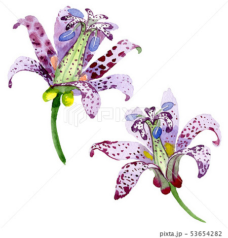 Violet Tricyrtis Floral Botanical Flowers のイラスト素材