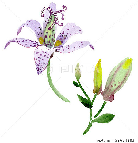 Violet tricyrtis floral botanical flowers. Watercolor background illustration set. Isolated lily 53654283