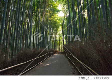 京都 嵯峨野の竹林 No.4 京都 嵯峨野の竹林 No.4 53654509