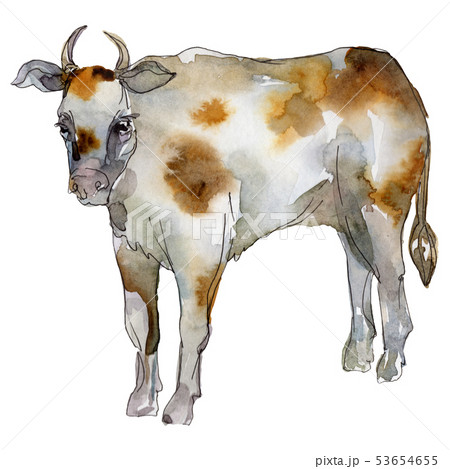 Cow farm animal in a watercolor style isolated. Aquarelle wild animal for background. 53654655