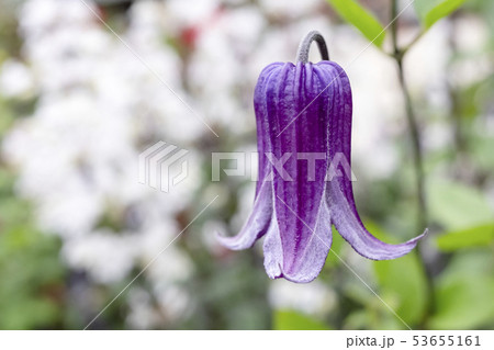 紫のスパニッシュ ブルーベルの花の写真素材