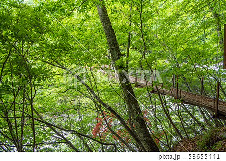 新緑の西沢渓谷　二俣吊り橋 53655441