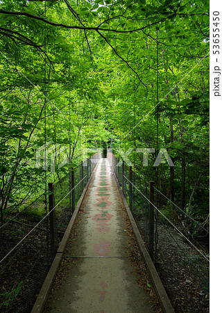 新緑の西沢渓谷　二俣吊り橋 53655450