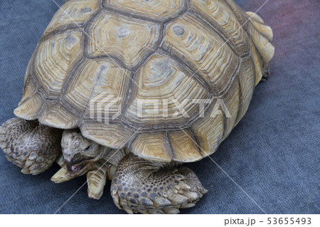 African spurred tortoise (LVL. Geochelone sulcata) 53655493