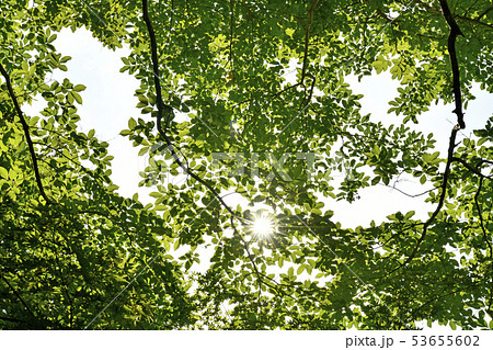 日本の植物風景　新緑と太陽（エコ、不用意、愛嬌、雄弁、活動、世話好き、あなたを信じるなどのイメージ） 53655602