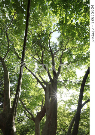 日本の植物風景　新緑と太陽（エコ、不用意、愛嬌、雄弁、活動、世話好き、あなたを信じるなどのイメージ） 53655604