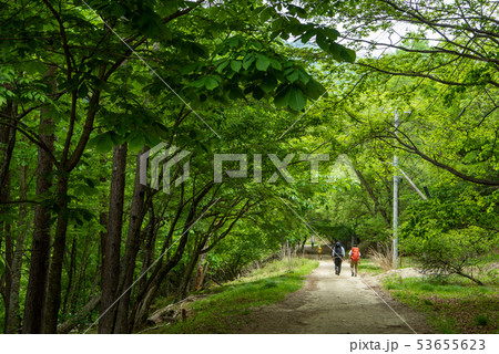 新緑の西沢渓谷入口 53655623