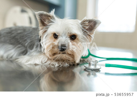 Dog breed Yorkshire terrier lies next to a Dog breed Yorkshire terrier lies next to a 53655957