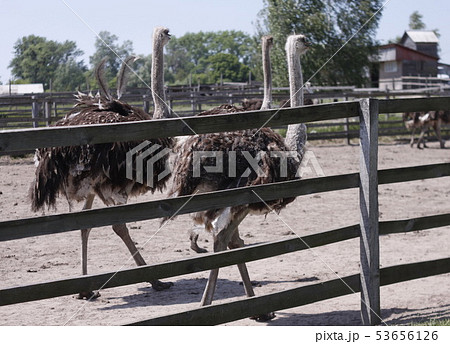 ostrich family behind fence ostrich farm ostrich family behind fence ostrich farm 53656126