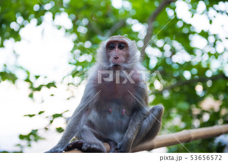 Sitting adult macaque monkey 53656572