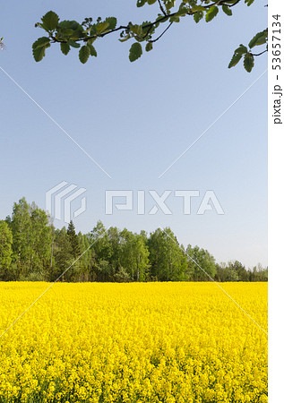 Blossom rape seed field by a cloudless blue sky 53657134
