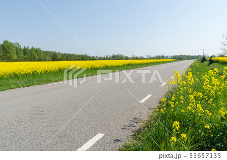 Country road with blossom rape seed fields by road 53657135