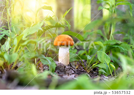 Red mushroom leccinum in the forest, closeup. Red mushroom leccinum in the forest, closeup. 53657532