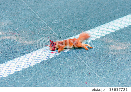 Adult squirrel hit by car on highway in forest. Adult squirrel hit by car on highway in forest. 53657721