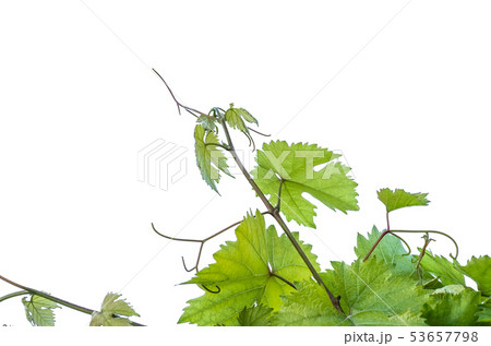 green leaves of grape isolated on white background green leaves of grape isolated on white background 53657798